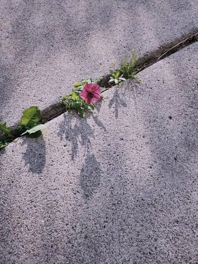 flower growing out of a crack in the sidewalk