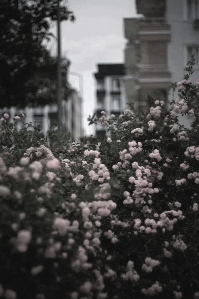 flowers in front of buildings