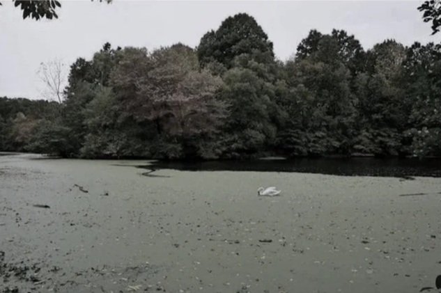 pond with swan