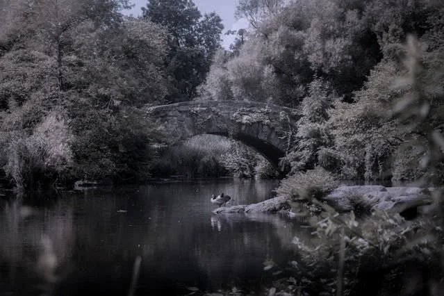 pond in central park