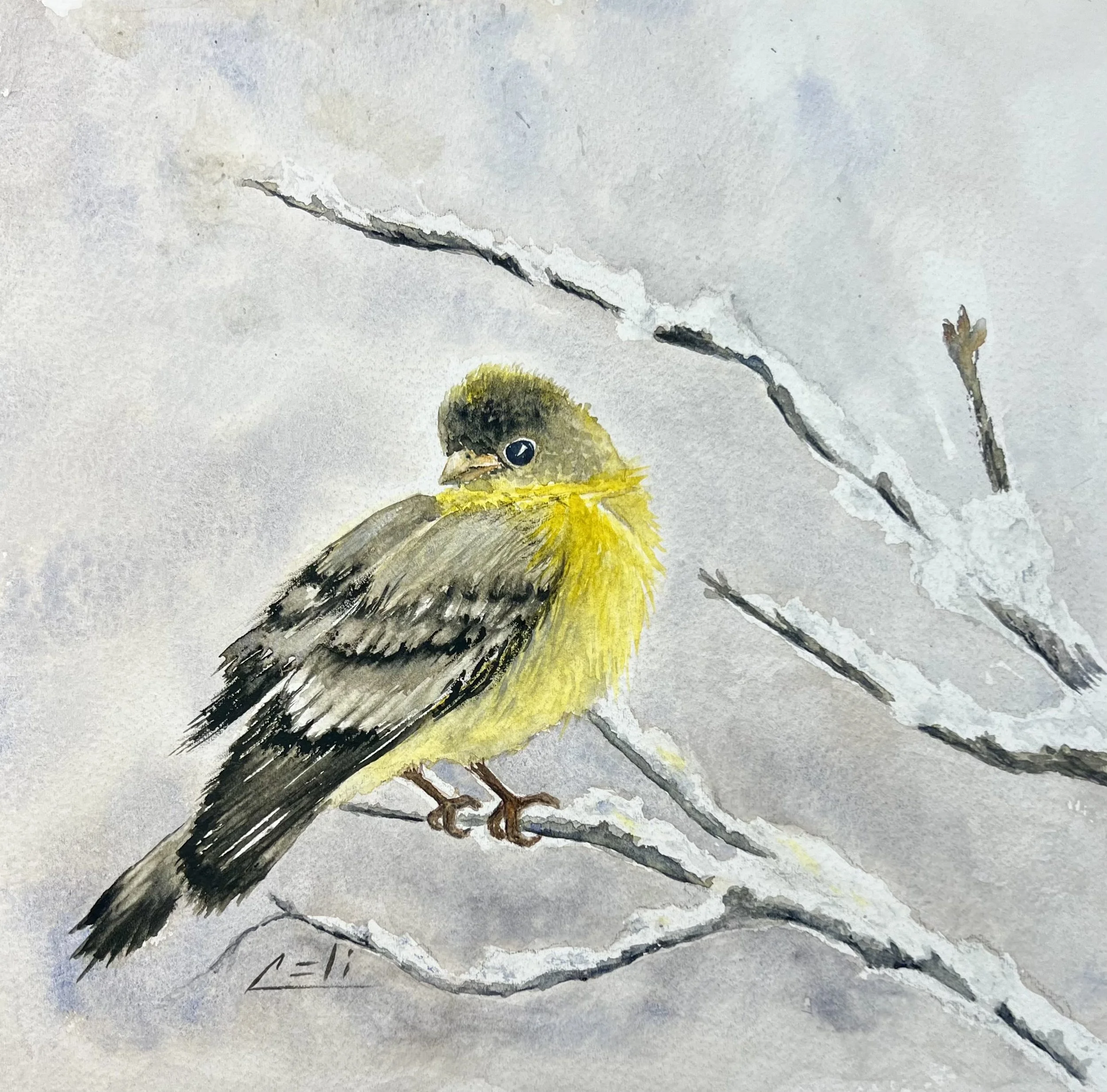 Snow Bird