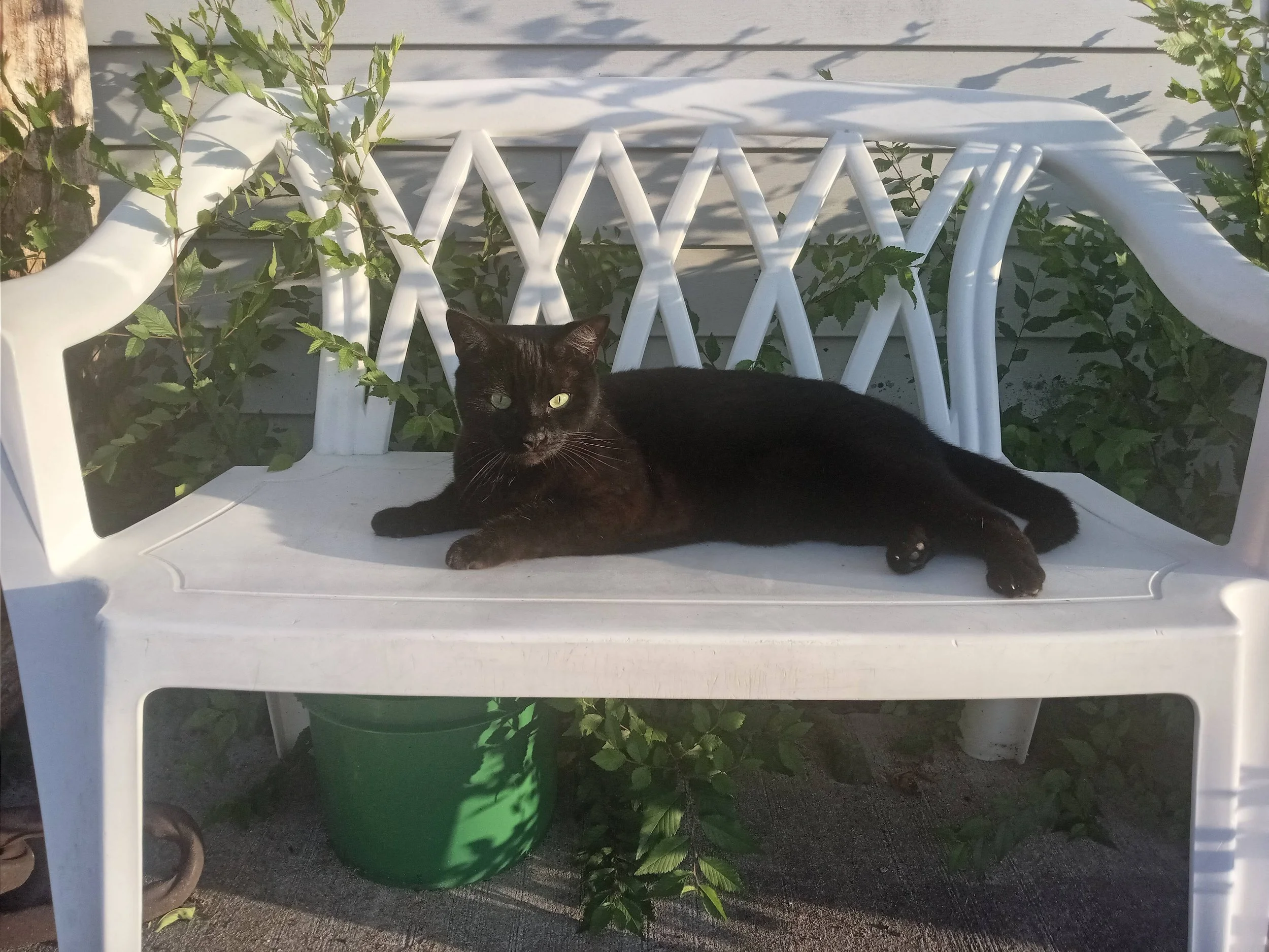 Cats Bean on White Bench.jpg