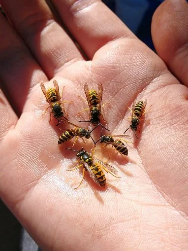 feeding bees.jpg