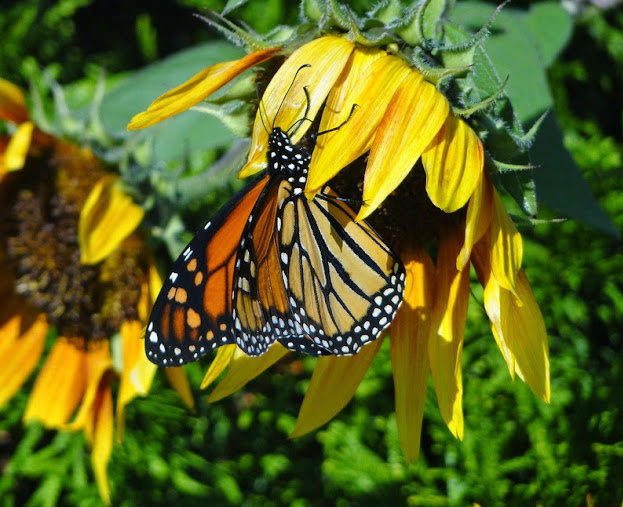 Monarch on a sunflower.png