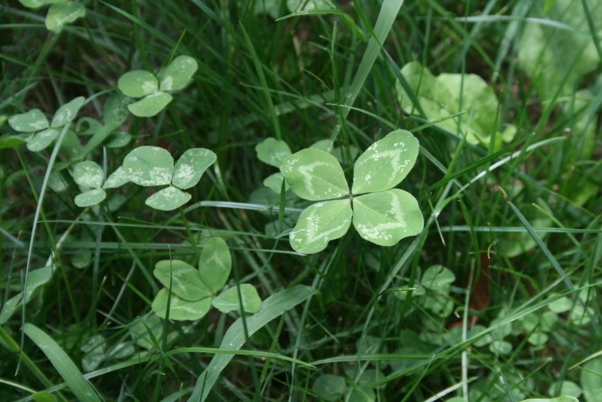 clover field.jpg