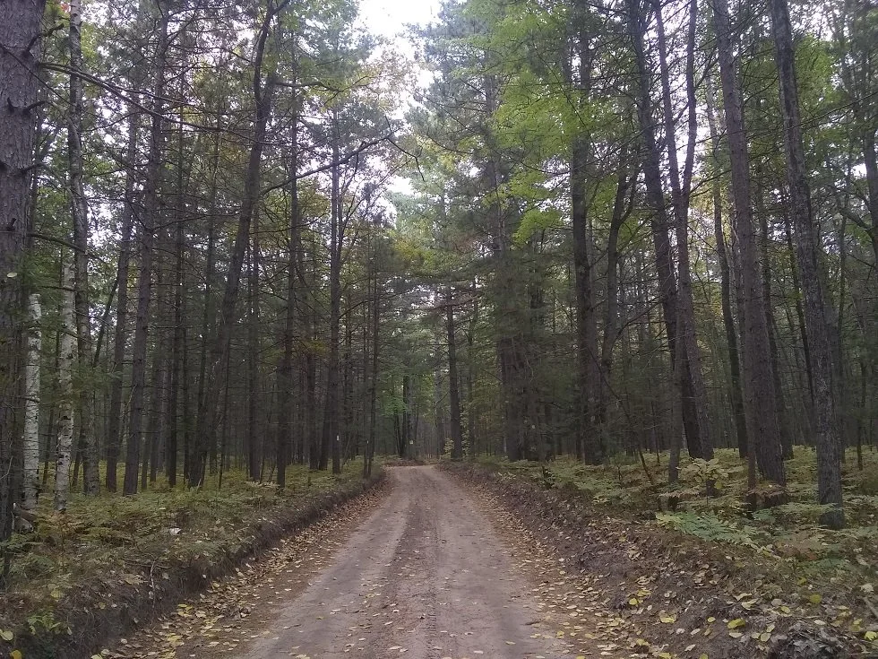 Road in the woods.jpg