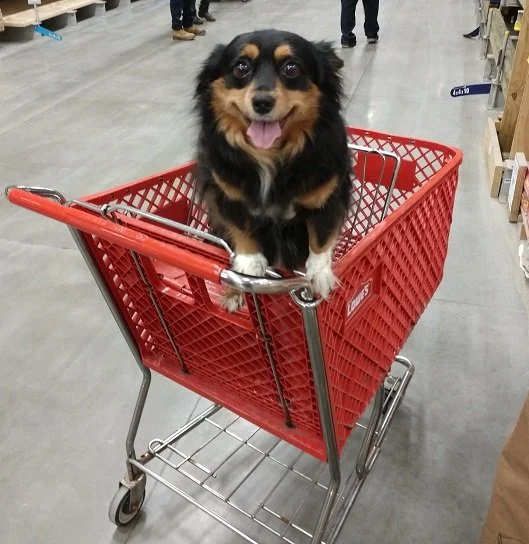 nikki shopping.jpg