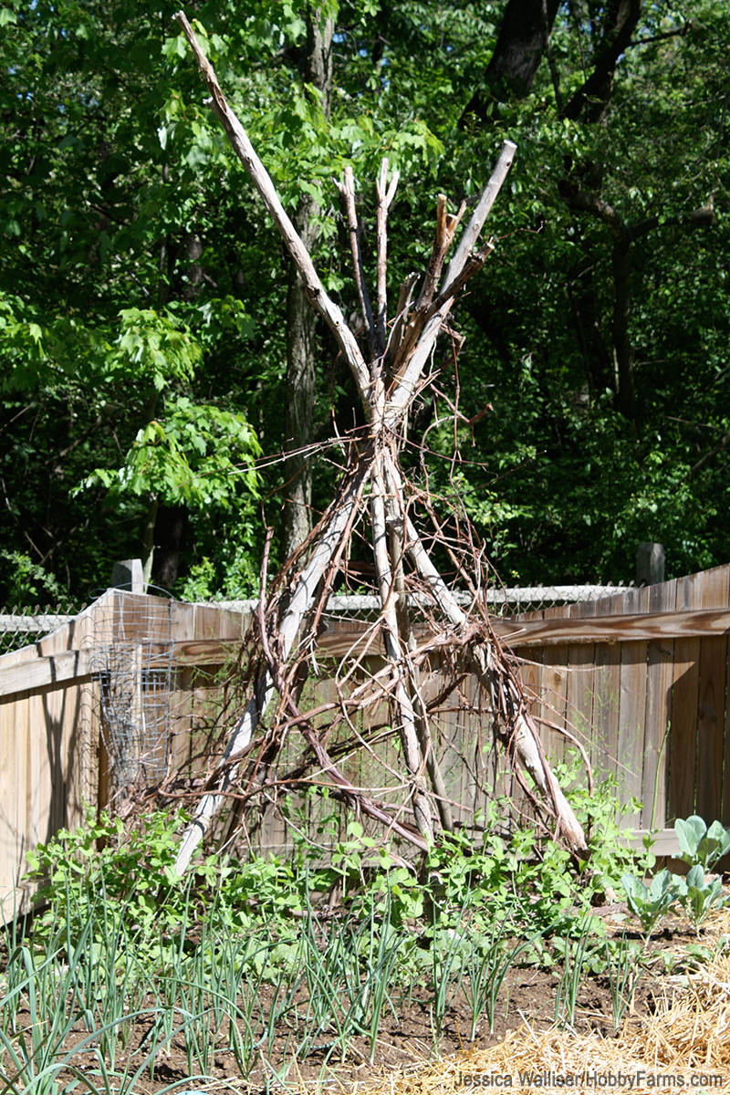 Twig garden trellus.png
