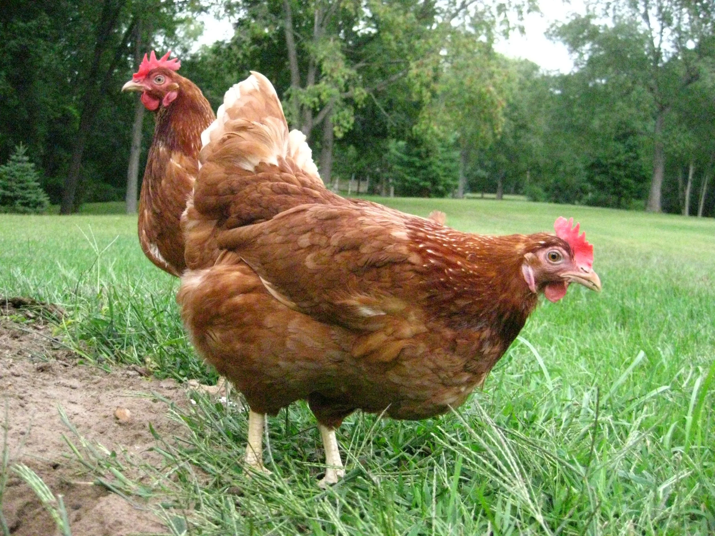 close up of two chicks.JPG