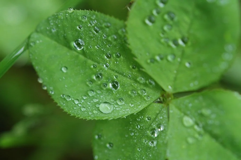 4 leaf clover.jpg