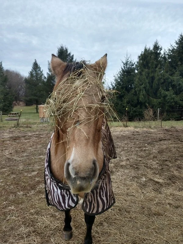 kiwi hay.jpg