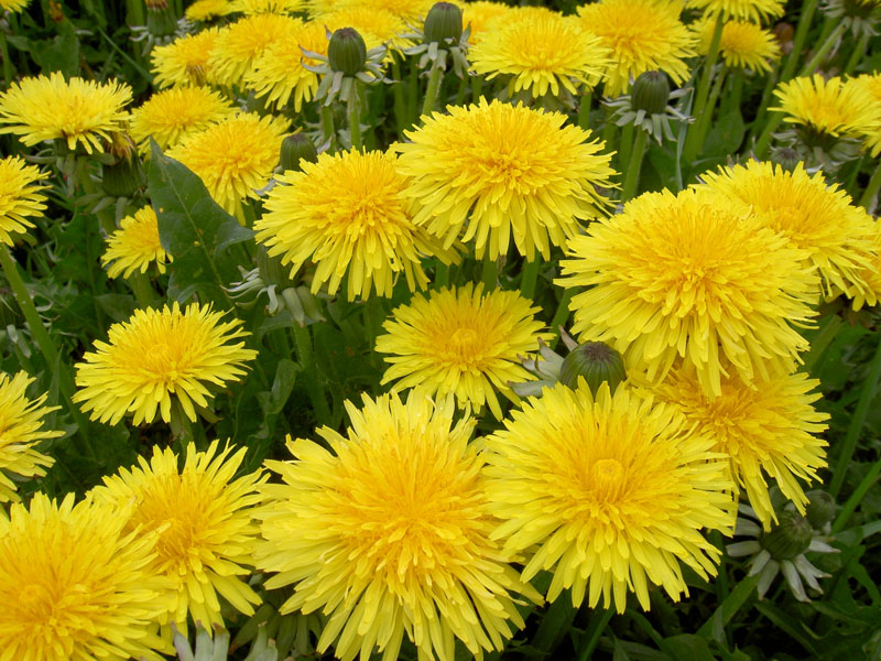 Dandelions 2.png