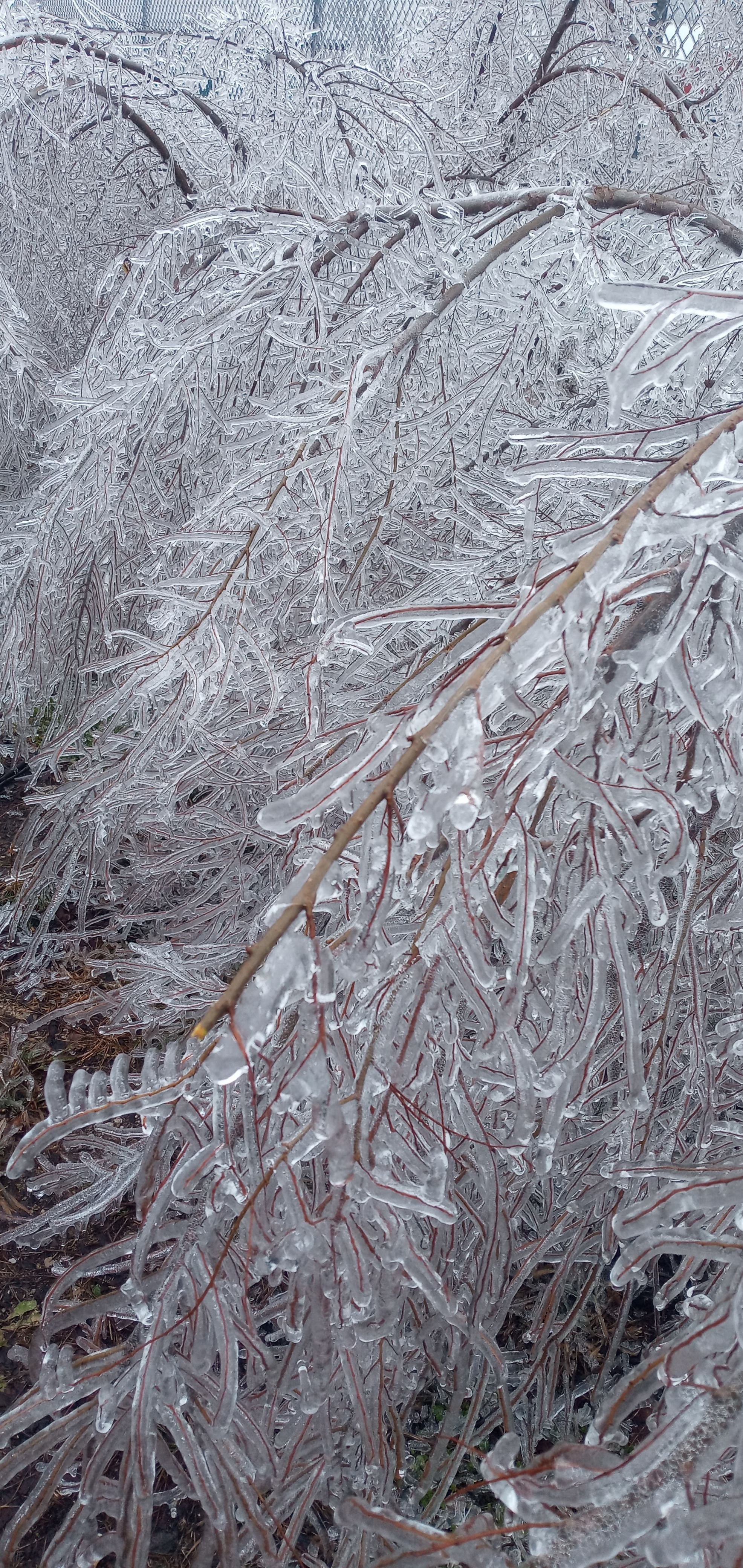 Ice Storm 6.jpg