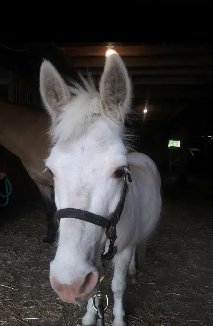 Horse Little Man.png