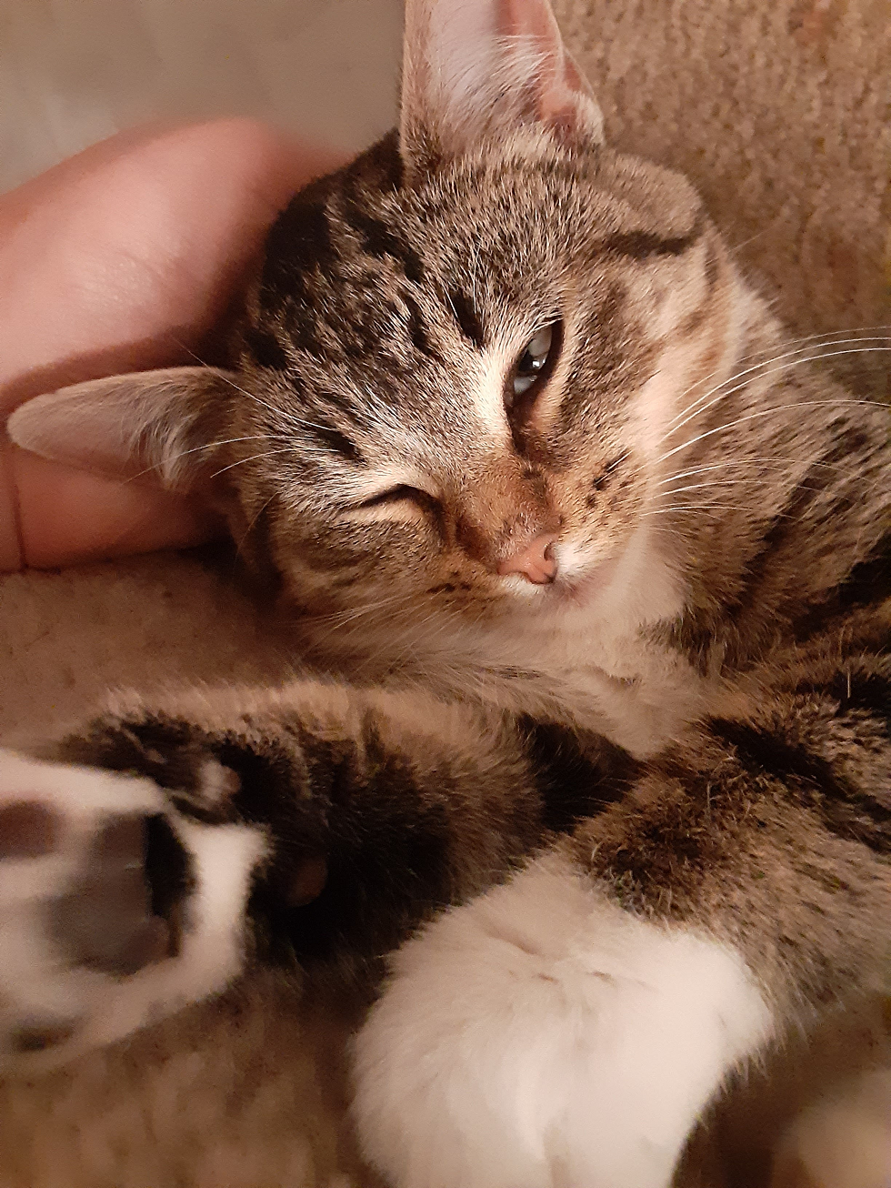 Maxi kitten.png
