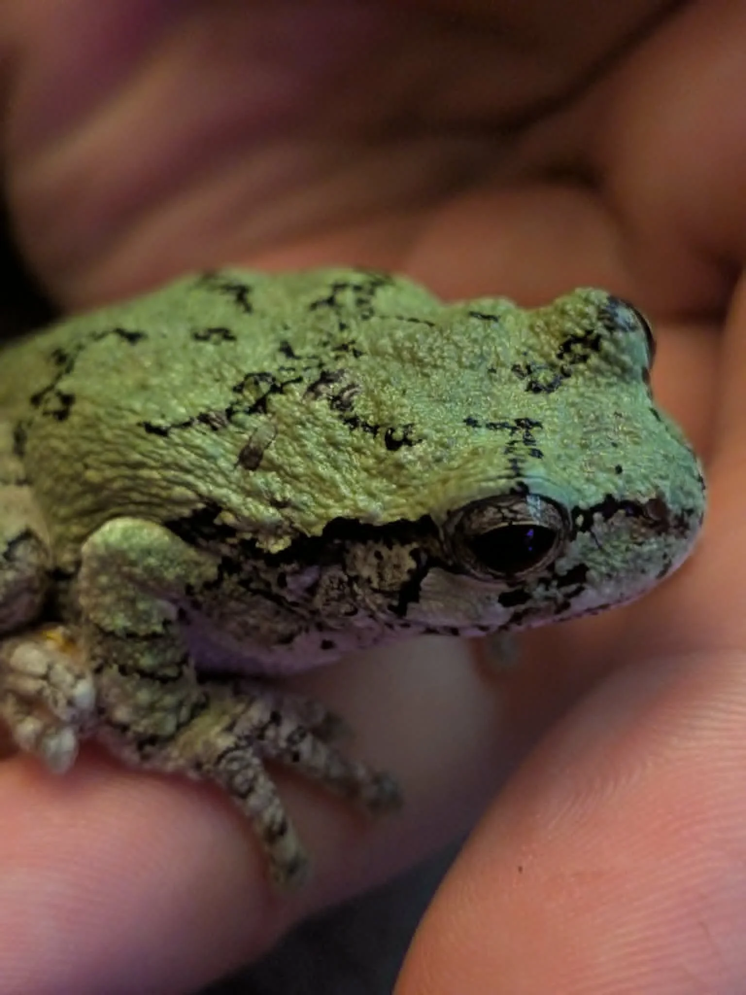 Tree Frog 2.jfif
