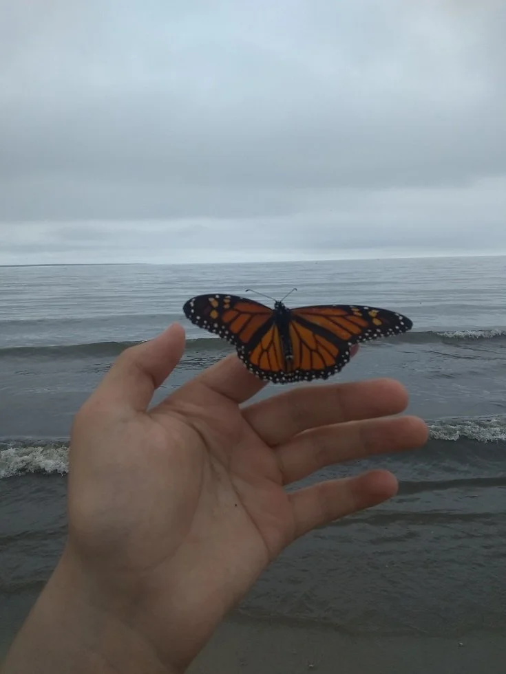 huron monarch.jpg