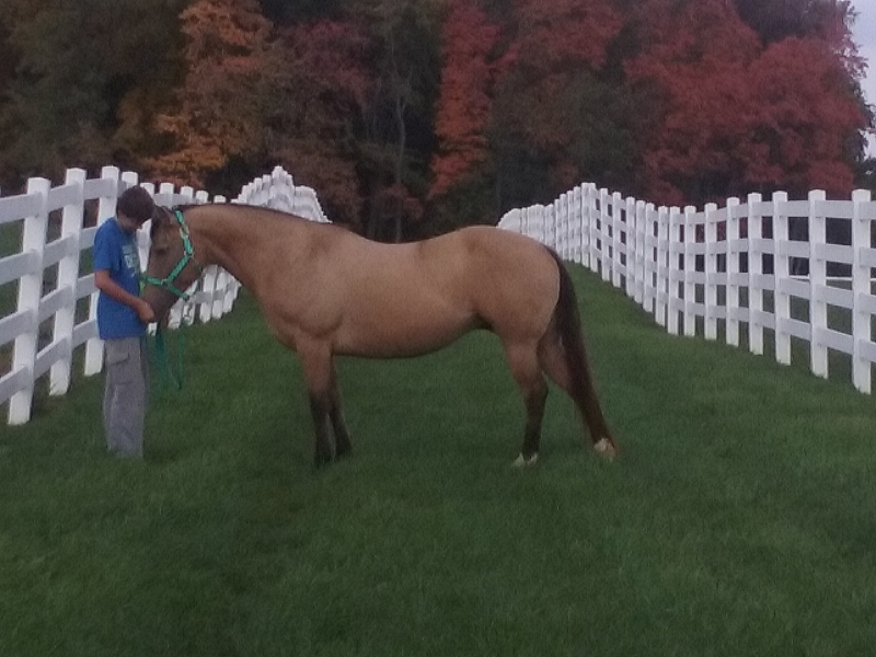 Troy and Kiwi by the fence.png
