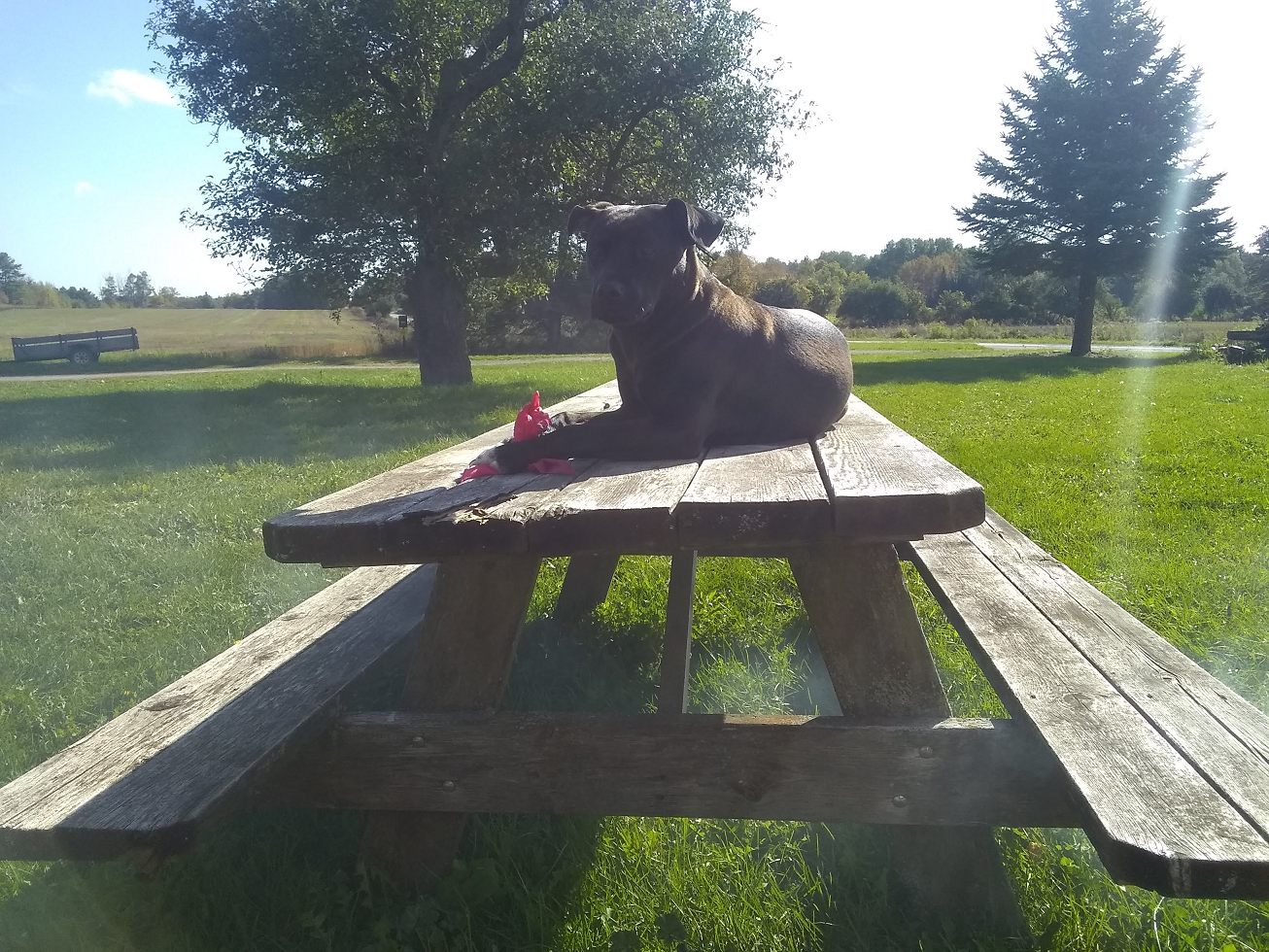 Eevee on table.png