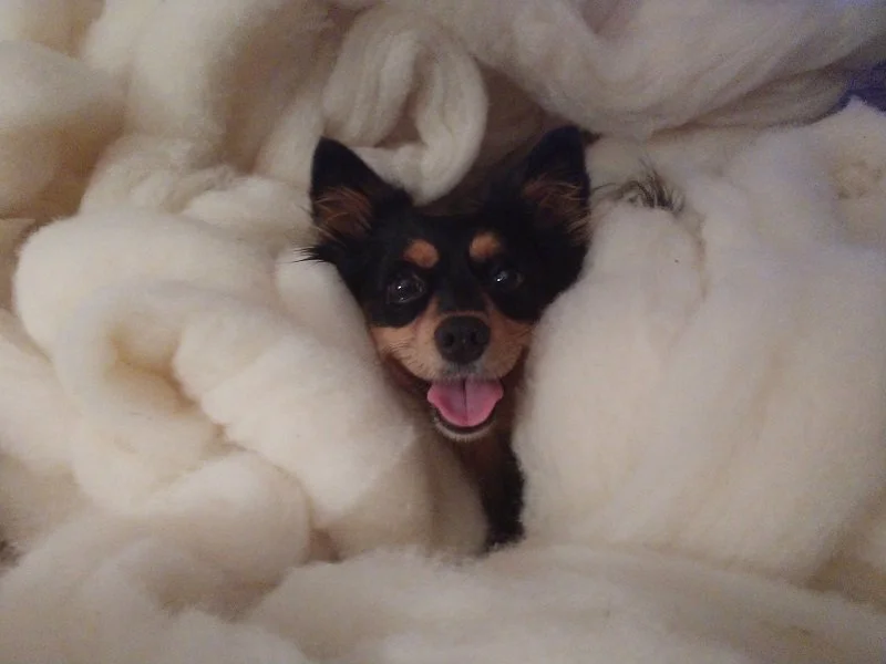 Nikki in wool.jpg