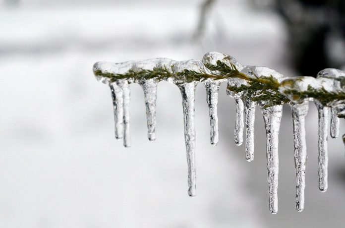 Ice on a pine branch.png
