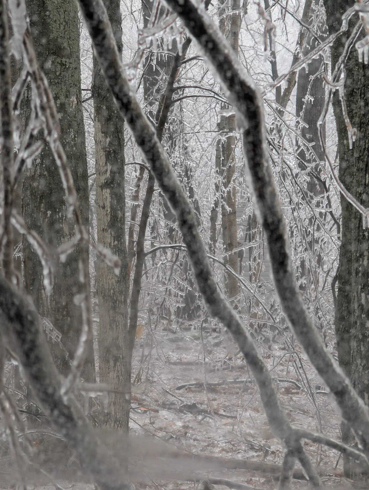 Ice Storem 10.jpg