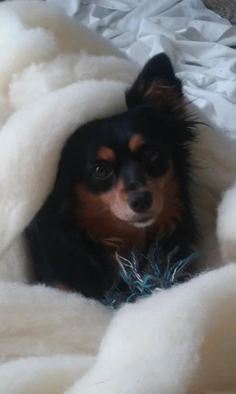 nikki in the wool 2.JPG
