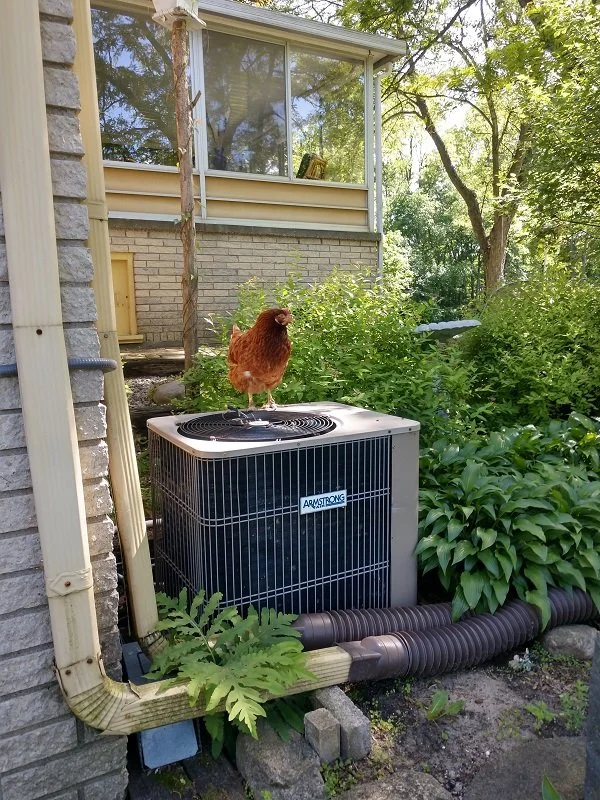 chicken ac.jpg