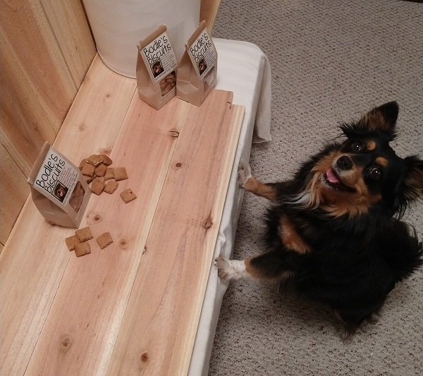 Nikki wanting treats.jpg