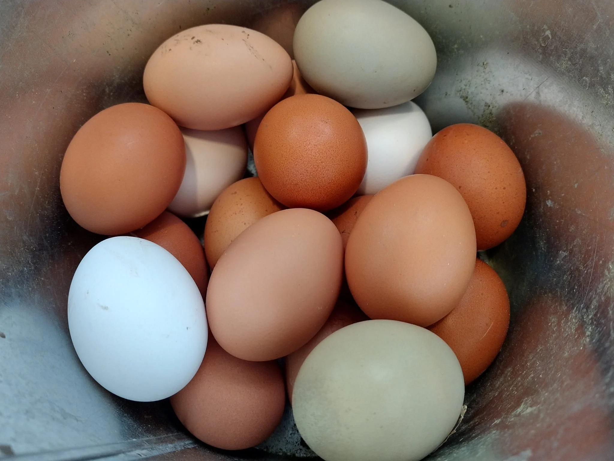Eggs 2.jpg