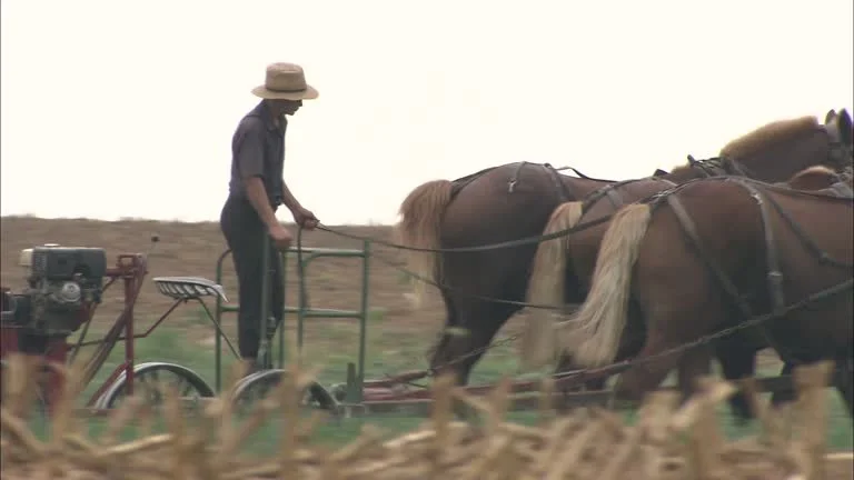 Horses in Field.jpg