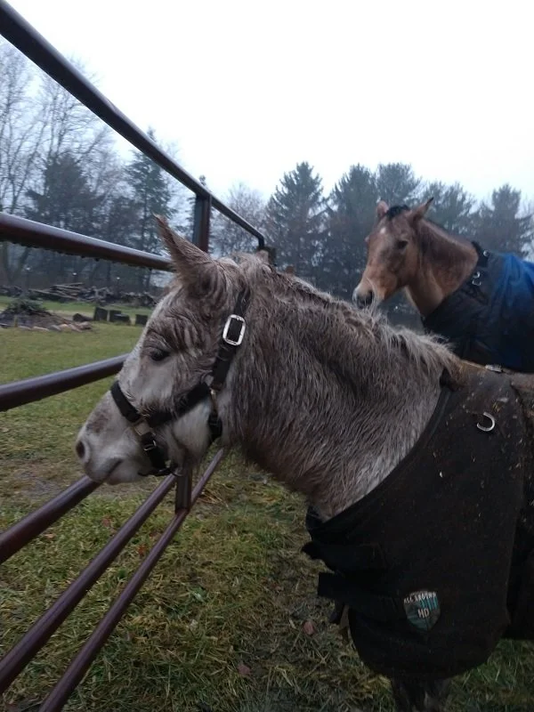 mud horses.jpg