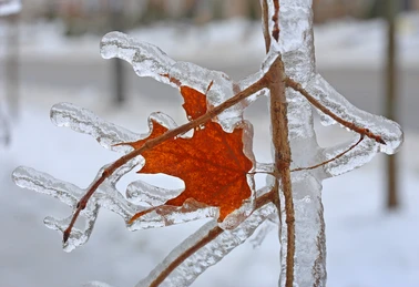 Maple leaf in ice.png