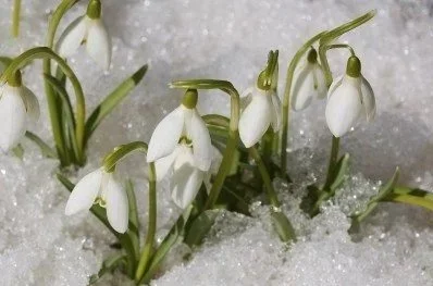 snow drops.jpg