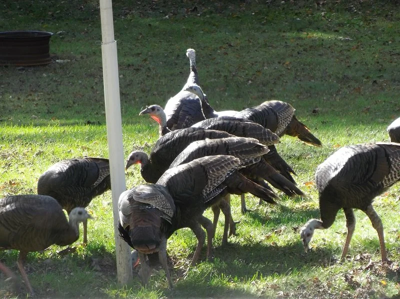 Turkeys close up.jpg