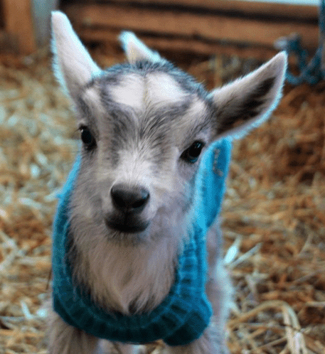 goat in a sweater.png