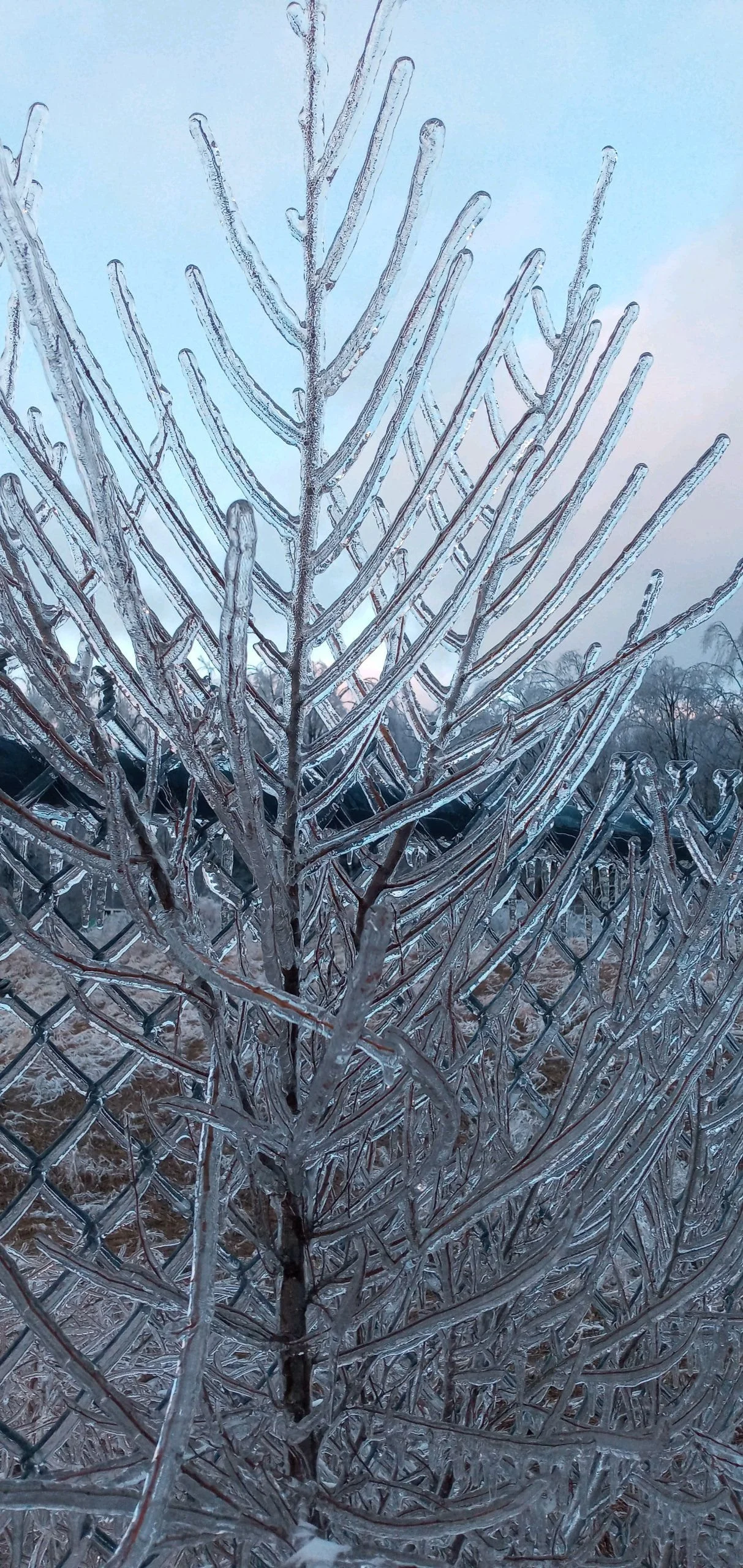 Ice Storm 2.jpg