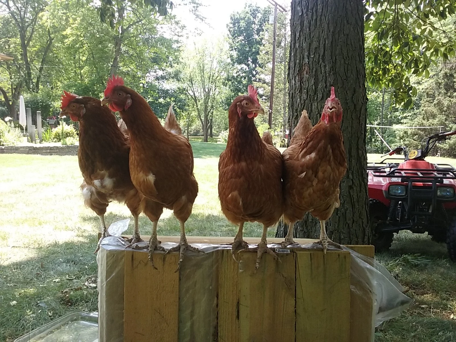 chicken choir.JPG