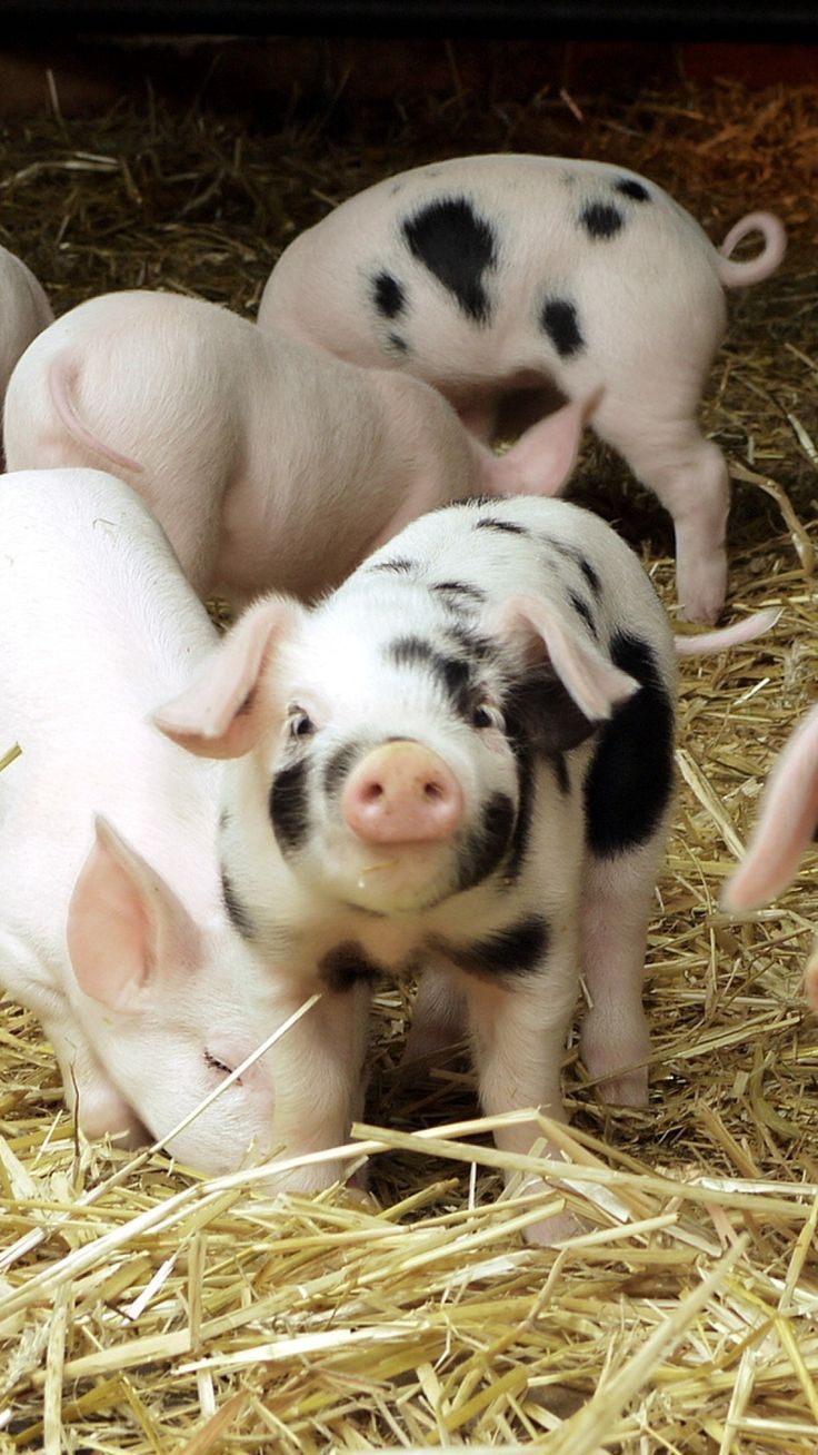 piglets.png