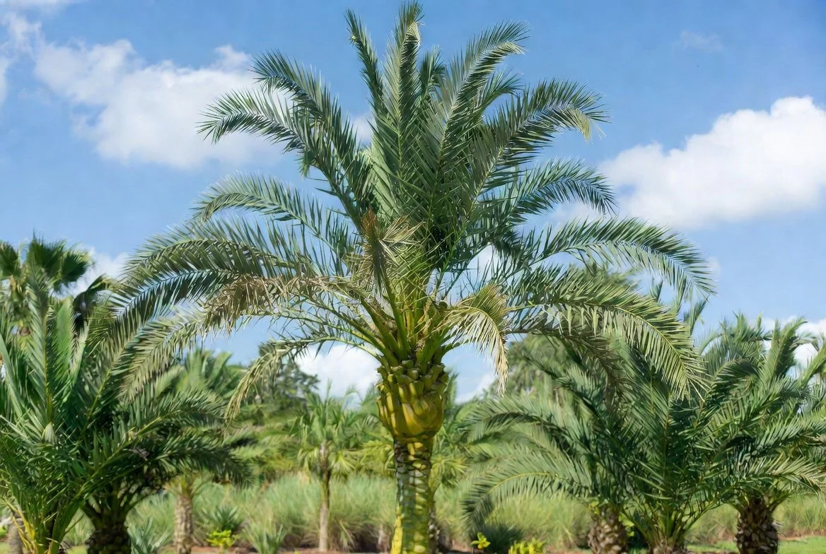 Palm or Tree Trimming