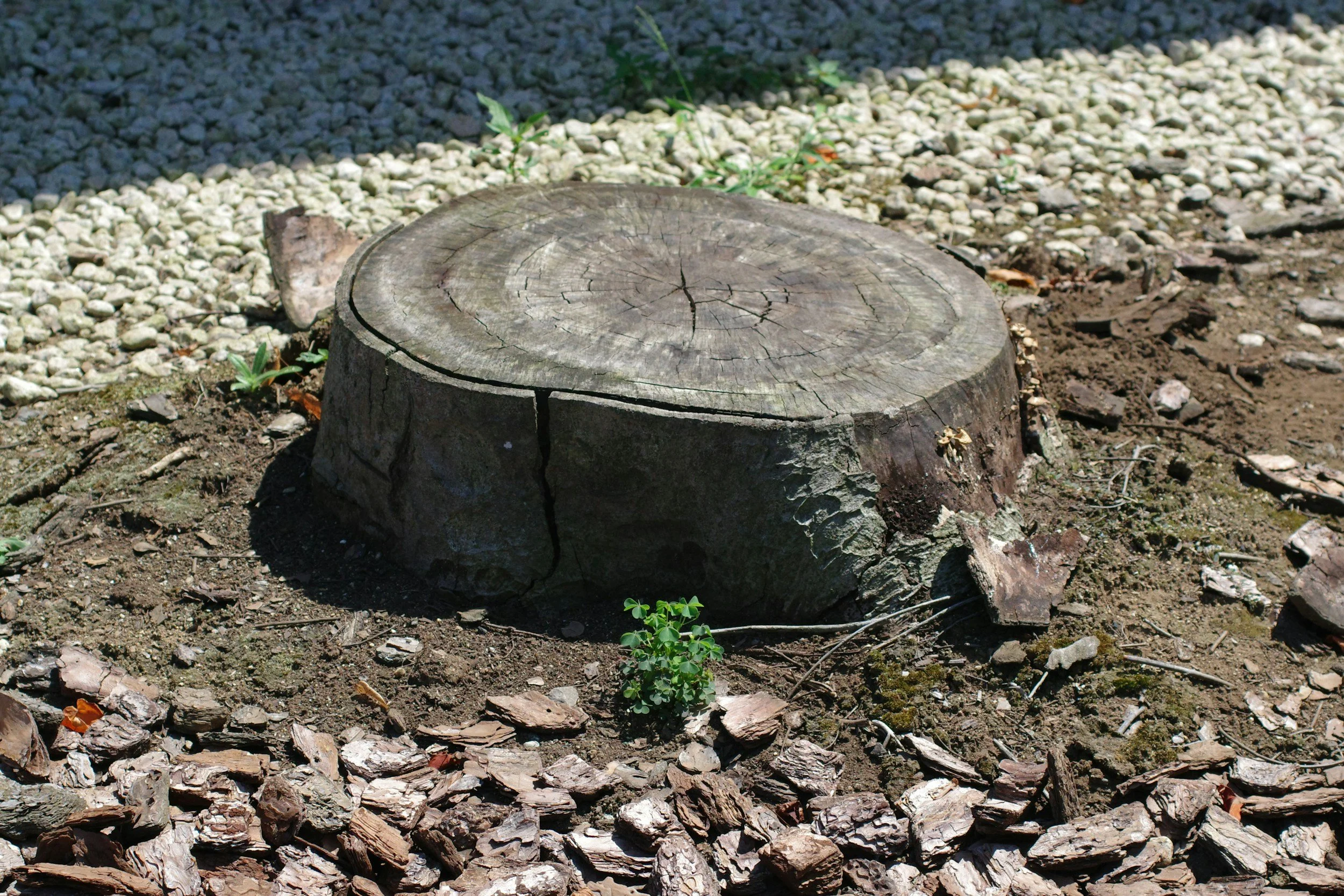 Close-up of a tree stump surrounded by mulch and small green plants.