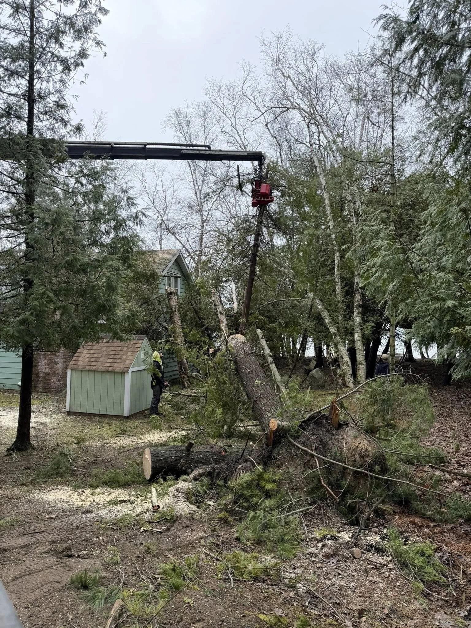Fallen trees and branches on the ground after a storm in a residential area, with emergency workers assessing the damage.