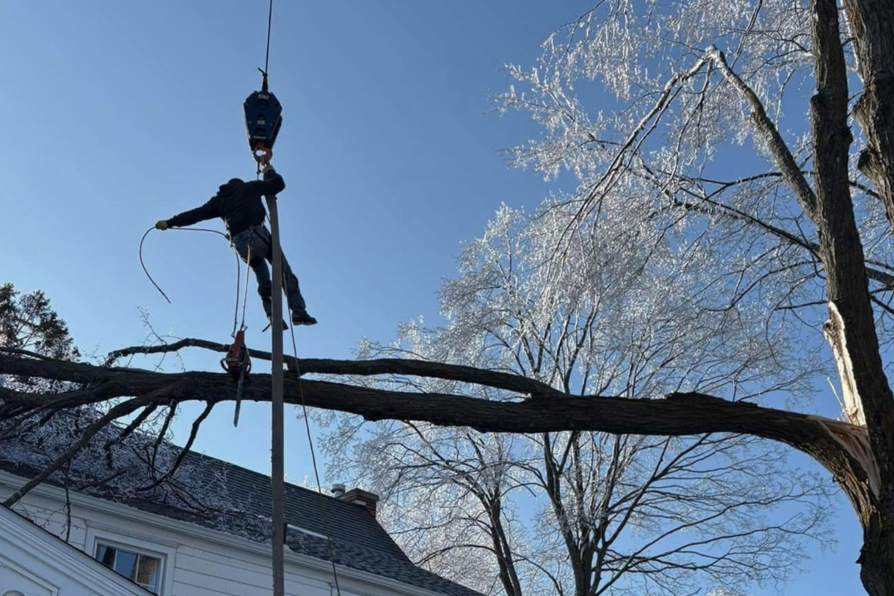 A worker is trimming a large tree on the roof of a house during winter. The tree has no leaves and snow is visible on rooftops and tree branches.