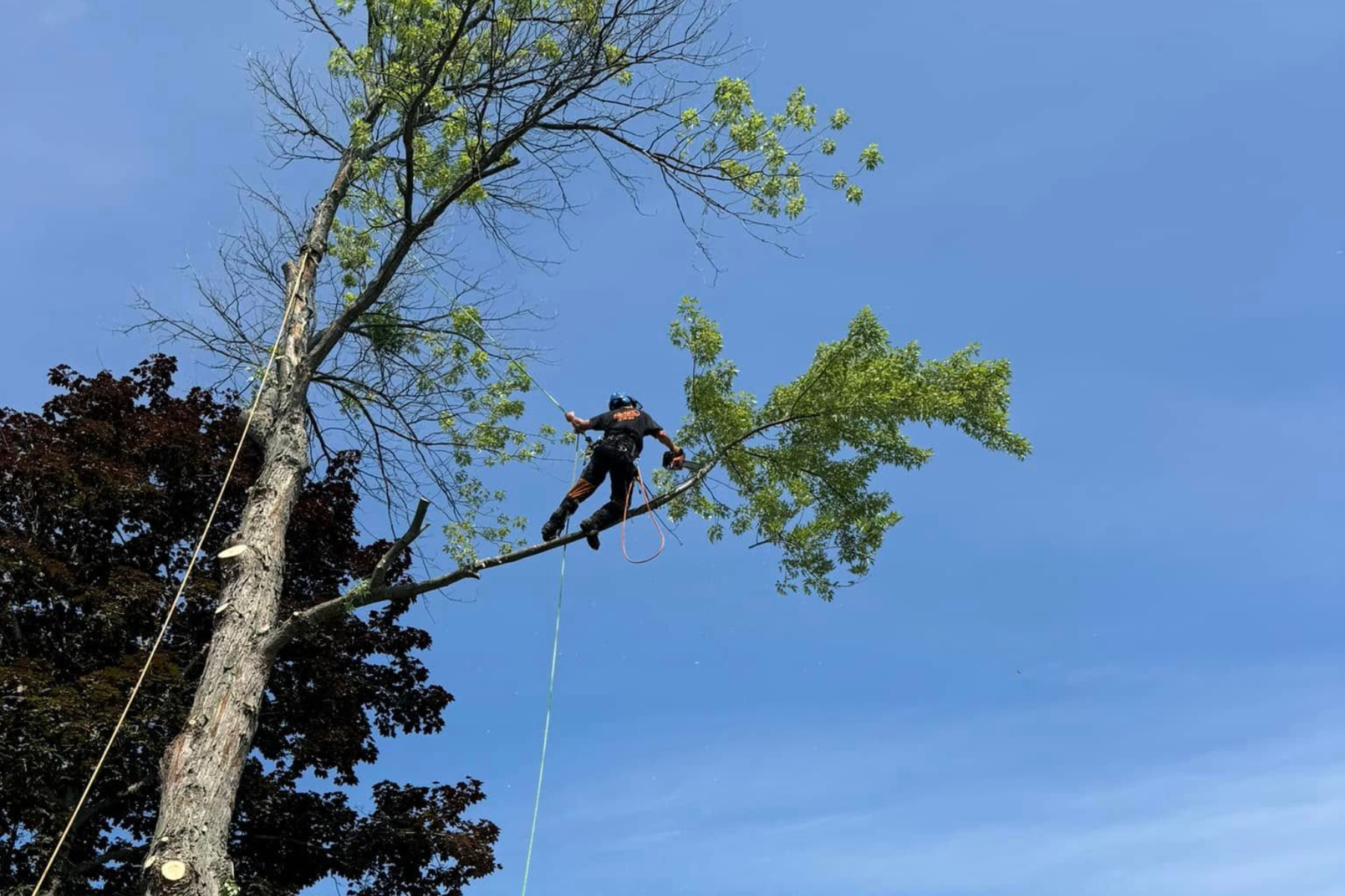 A person wearing safety gear and a helmet is trimming or pruning a tall tree using ropes and climbing equipment during the daytime. The sky is clear and blue.