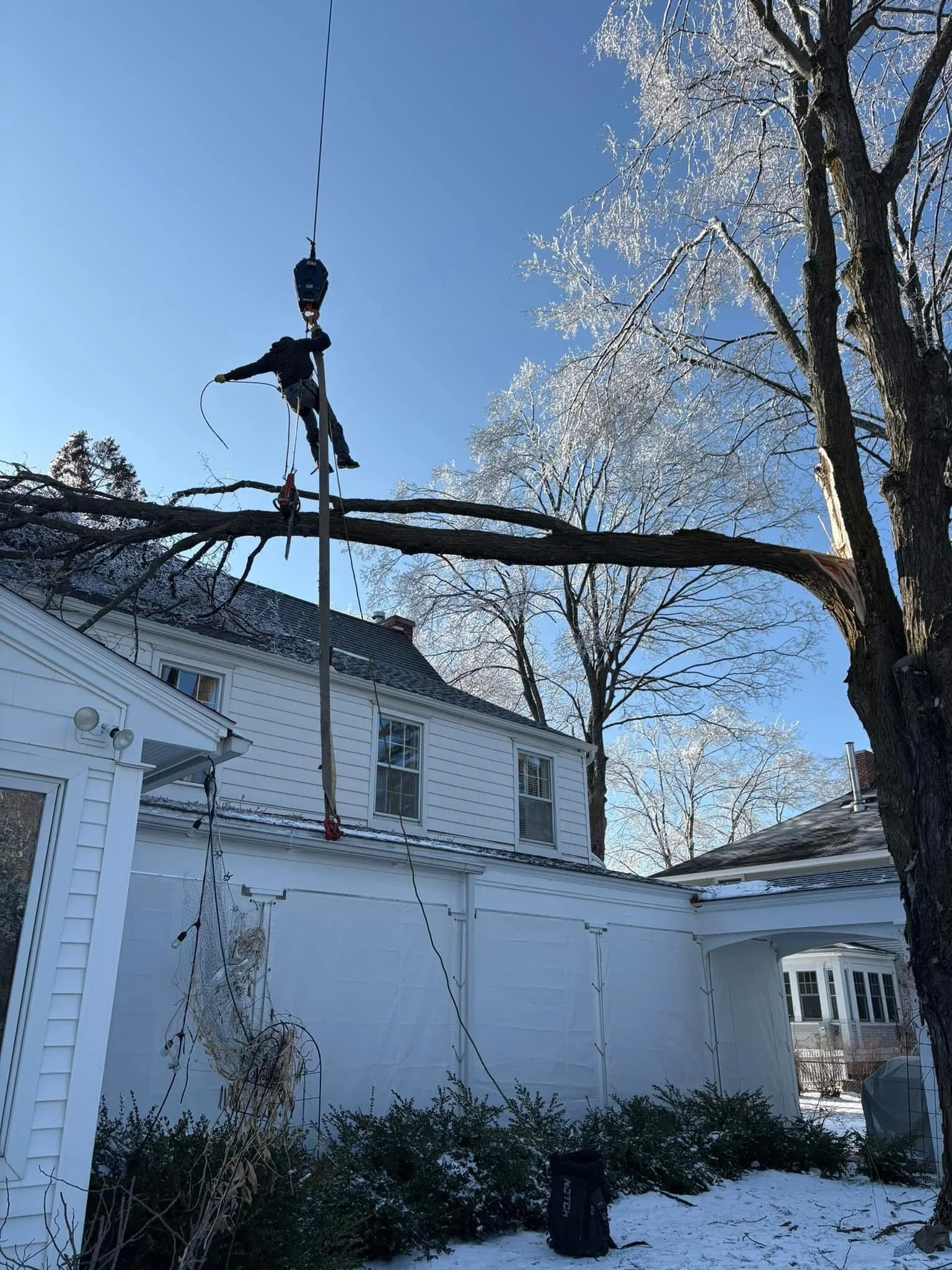 A person trimming a tree with a chainsaw on a ladder in a snowy backyard, with a white house and blue sky in the background.