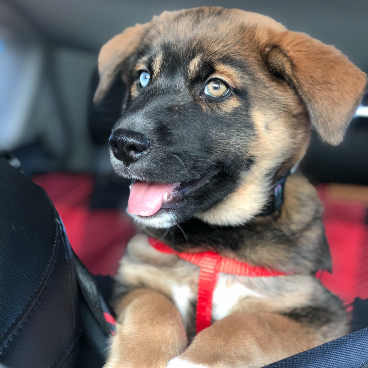 Young Kashie wearing a red harness while riding safely in a vehicle.