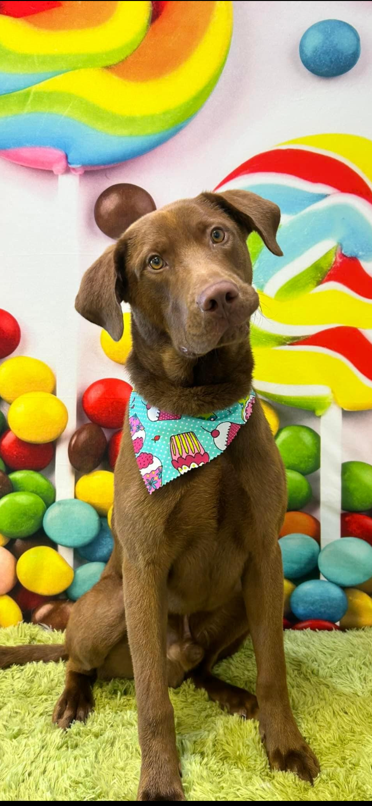 Rogue wearing a colorful bandana during pet care with Kashie's Korner.