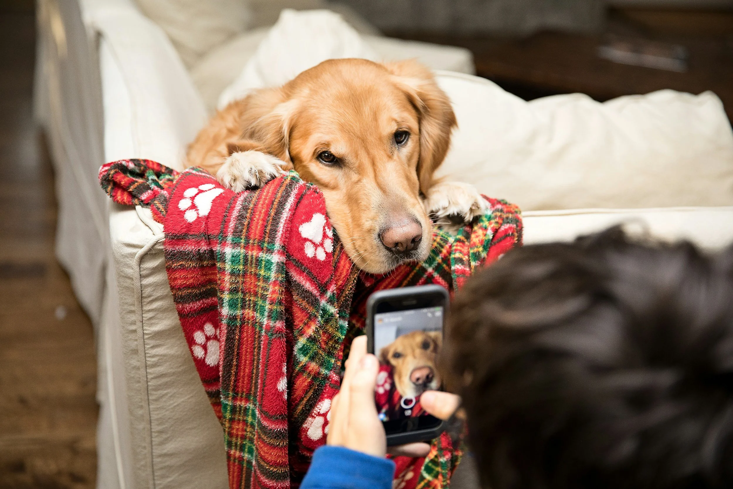 Golden retriever relaxing on a couch during in home pet care.
