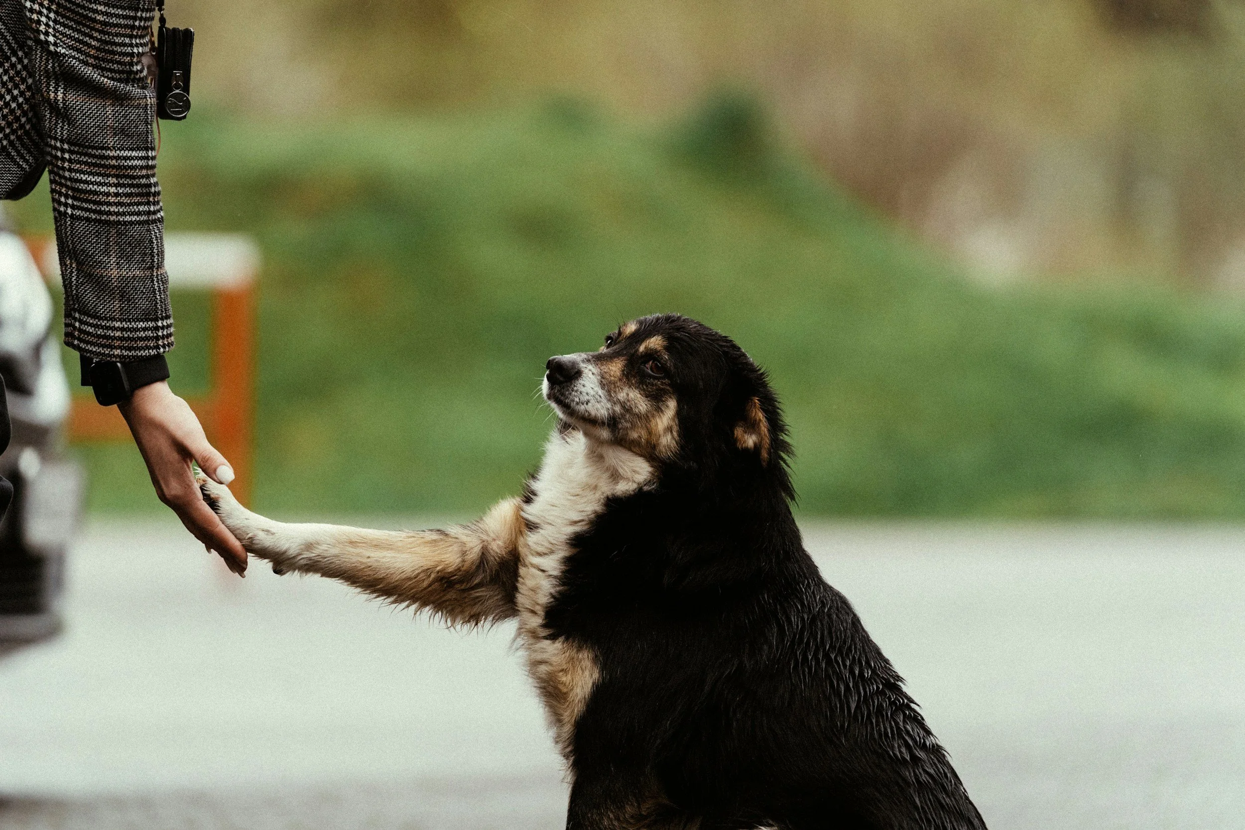 Pet care provider interacting with a dog during an enrichment activity with Kashie’s Korner Pet Care.