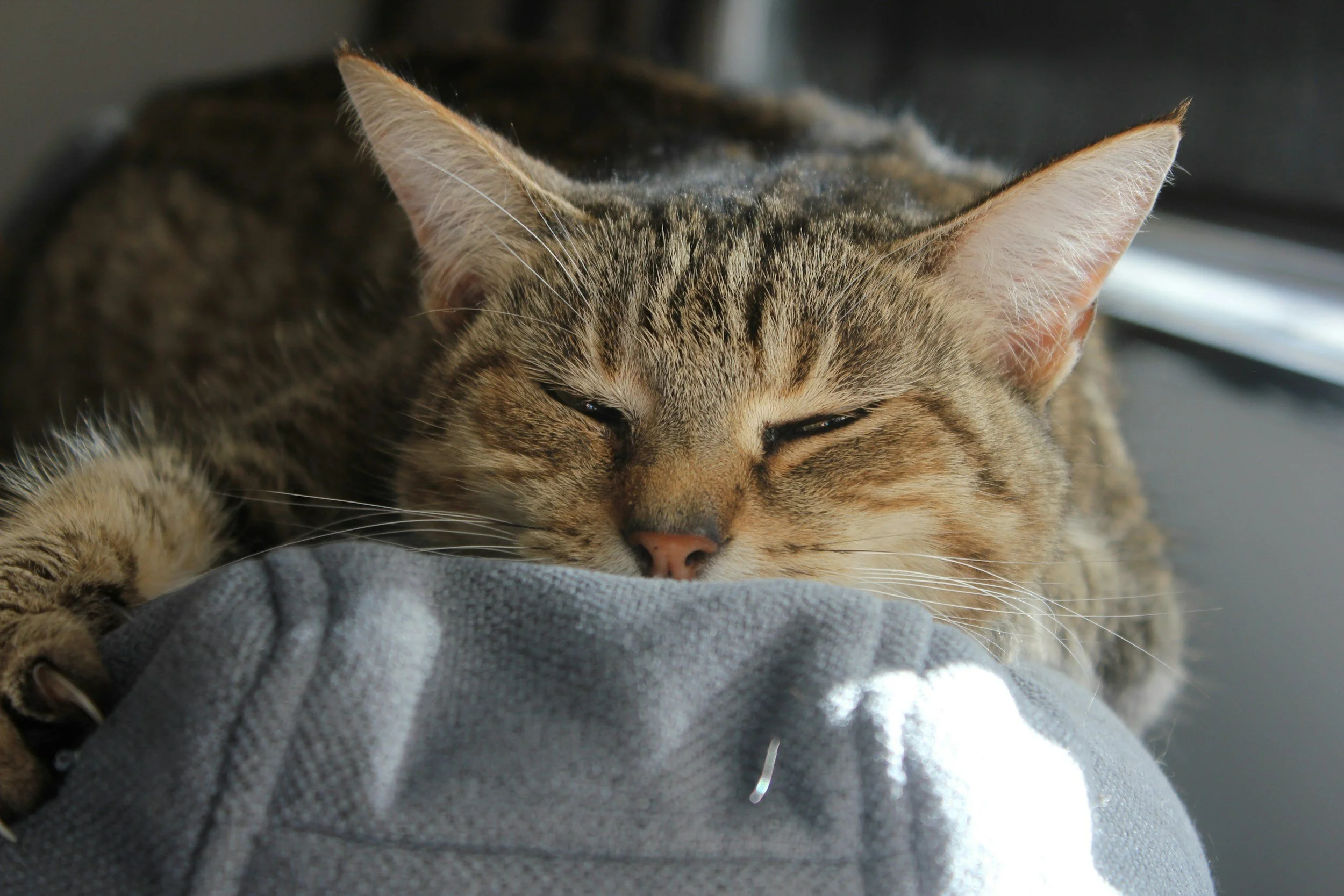 Tabby cat relaxing comfortably during an in-home visit with Kashie’s Korner Pet Care.